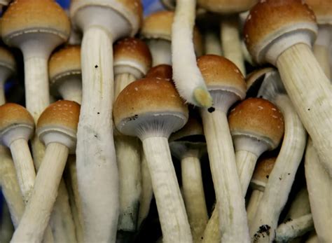The Legal Status of Magic Mushroom Chocolates around the World